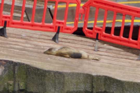 03 August 2021 - 13-07-38

-------------------
Seal pup on Lower Ferry slipway